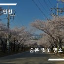 인천남동사업소 | [인천] 인천 숨은 벚꽃 명소 소개 및 인천 벚꽃 개화 상황