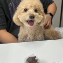 백애구움과자점