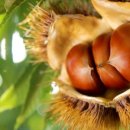 공주농장 이미지