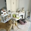 베베몽몽 이미지