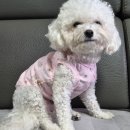 하얀피부미용도;소매 | [강아지실내복 추천] 하얀 모색에 찰떡! 핸드메이드...사계절 아일렛 면티, L사이즈 솔이의 찐착용 후기