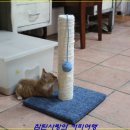 해인두밀 이미지