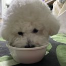 멍쭈냥 | 의정부애견수제간식 2주년 기념 강아지 레터링케이크 멍쭈냥 후기