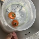 모찌네식탁 이미지