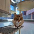 캣치유고양이미용호텔 이미지