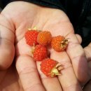 영광초등학교 앞 이미지