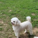 시몬 애견유치원&애견호텔 | 주말에 반려견과 다녀온 남양주애견카페, 애견카페왕 애견유치원 애견호텔 후기