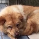 쿨한 강아지 이미지