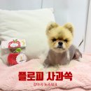 라온워크 | [플로피] 강아지 노즈워크 장난감 추천 플로피 사과쏙 노즈워크 솔직 후기