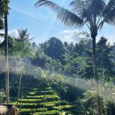 Tegallalang Rice Terrace) 뷰 유료 입장 카페 &#39;우마 체킹 레스토 앤 스윙(Uma Ceking Resto and Swing)&#39;