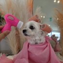 리즈애견미용 | 안산 고잔동 애견미용 | 천연 스파 미용, 멍쓰살롱 시작했어요!