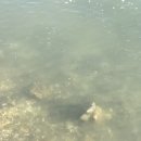 순정민박 이미지