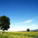 수동목장 이미지