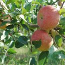 예덴농장 이미지