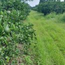 황금향 특별할인.이벤트.합니다 이미지