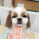 펫디자이너 시나 이미지