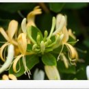 인동주마을 이미지