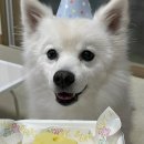 축하하개 이미지