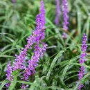 자연송림 이미지