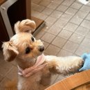 송정동-4 | 송정동카페 추천✨ 권은비 카페 금은방 후기 (금비 실물 보고옴🐶)