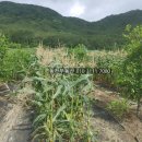 구산면600 이미지