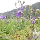 돌배농원 이미지