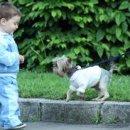 좋은강아지 이미지