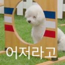 멍멍왈왈 이미지