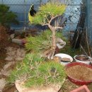 흙과소나무 이미지