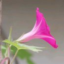 소리나팔꽃 이미지