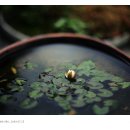화전분재원