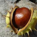 마로니에 이미지