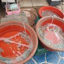 장도낙지 이미지