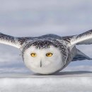 Snowy Owl 이미지