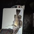 태안호스릴-59 | 새만금 출조 후기 (25/11/21) <우럭>