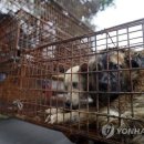 중국 개고기 축제 둘러싸고 찬반 여론 시끌 이미지