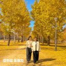 성마을경로당 | 은행나무길 여주 강천섬 주차장팁 가는방법 주말가볼만한곳 단풍여행 가을여행지추천