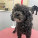 단비네펫살롱 이미지