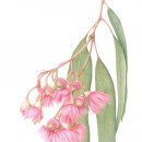 꽃그림 색연필화(보타니컬 아트) 이미지