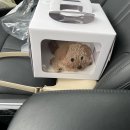 반려동물 수제간식 태식당 이미지