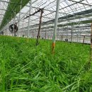 호동농장 이미지