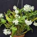 Dendrobium Mini Snowflake 미니 스노우플레익 이미지
