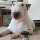 달콤하개 이미지