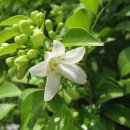 오렌지자스민(Orange jasmine) 이미지