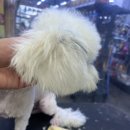 펫마트 강아지 논산점 이미지