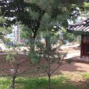 신안주씨 삼세적선비 이미지