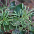 갯톱풀 Achillea alpina L. subsp. pulchra (Koidz.) Kitam. 이미지