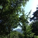 (공주 여행)계룡산 신원사 - 배롱나무 꽃이 어여쁘더라.(2018년 8월 18일).