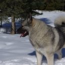 하운드펫 이미지