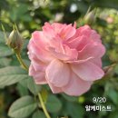알케미스트 이미지